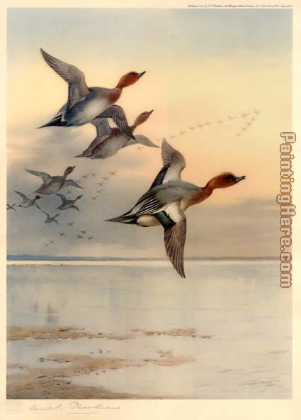 Wigeon Over the Estuary painting - Archibald Thorburn Wigeon Over the Estuary art painting